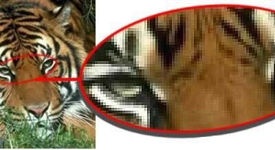 Bitmap Vs Vector 04