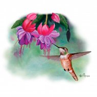 Diseño Transfer colibrí y campanillas
